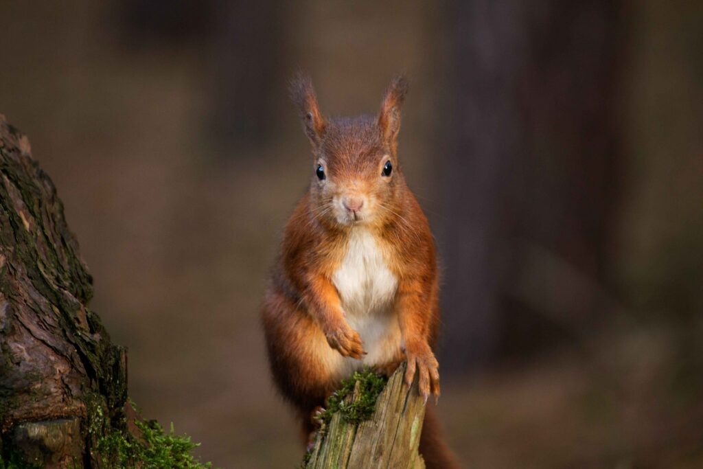 red-squirrel-in-formby